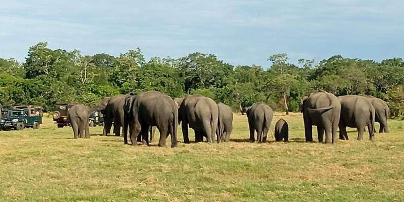 Minneriya National Park Safari - Entrance Fee Included - Getting Picked Up, Then Settling Into a 4x4 Jeep