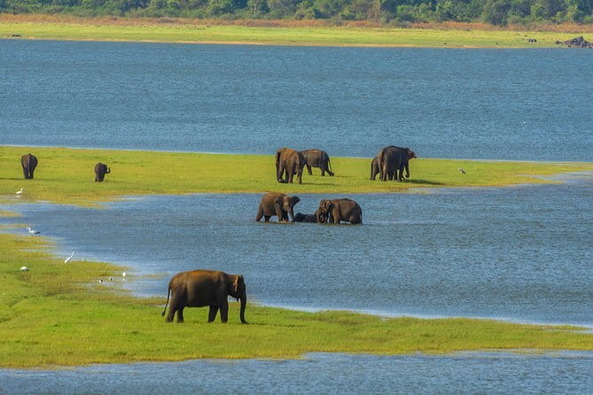 Minneriya National Park Safari from Habarana - Key things to know before you go to Minneriya from Habarana