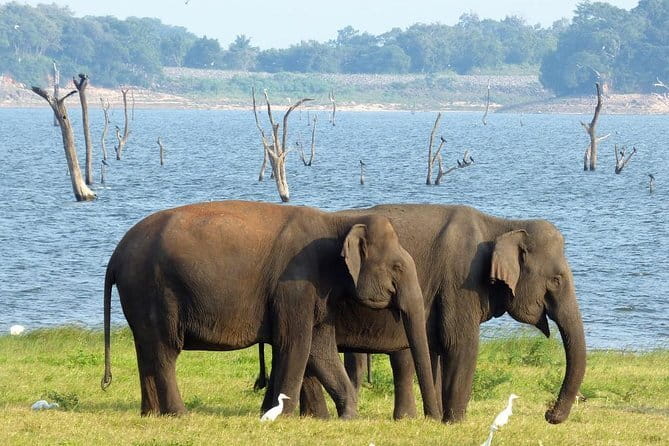 Minneriya National Park Safari from Habarana - Why this is a smart Minneriya plan: the 2:00 pm start from Habarana