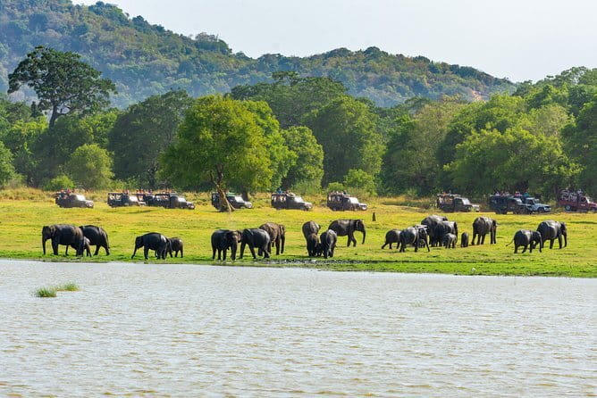 Minneriya National Park Safari from Habarana - Entering Minneriya at the heart of elephant country
