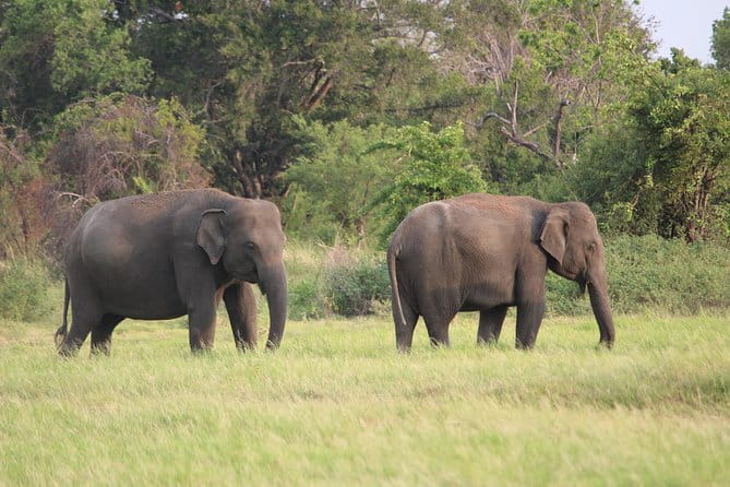 Minneriya National Park Safari from Habarana - Price and value: what $30 covers and what to budget for