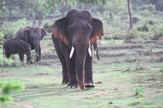 Minneriya National Park Safari from Habarana - Choosing the right time option: morning, evening, or full day