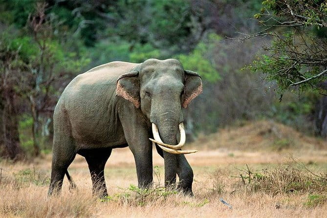 Minneriya National Park Safari from Habarana - What kind of traveler should book this safari?