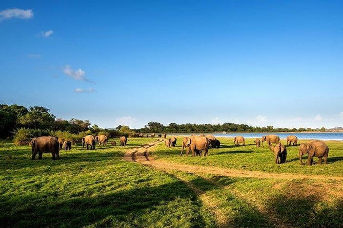 Minneriya National Park Safari from Habarana - Private jeep pickup that actually saves your trip