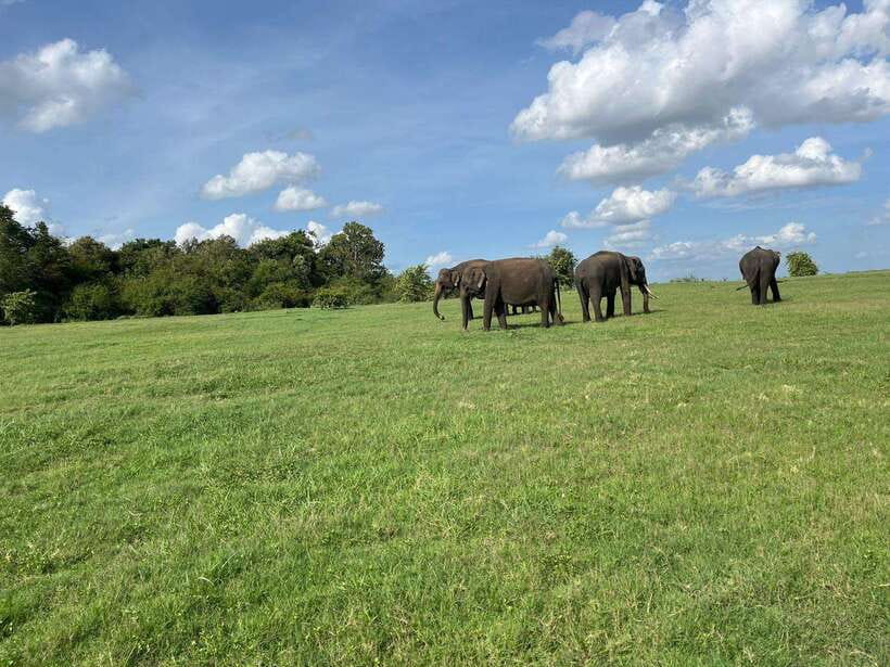 Minneriya National Park : Safari Jeep with Tickets - Quick hits before you go