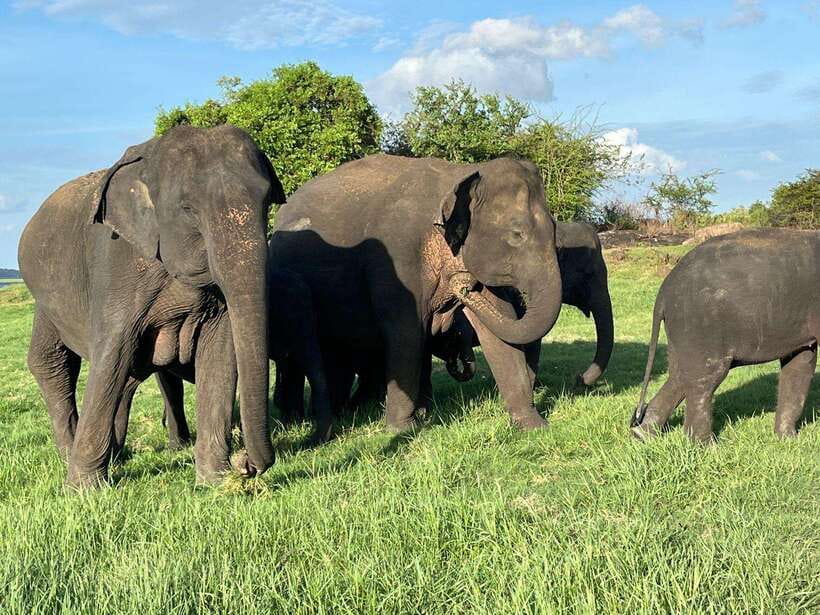 Minneriya National Park : Safari Jeep with Tickets - Minneriya tank in the dry season, why it matters for your safari