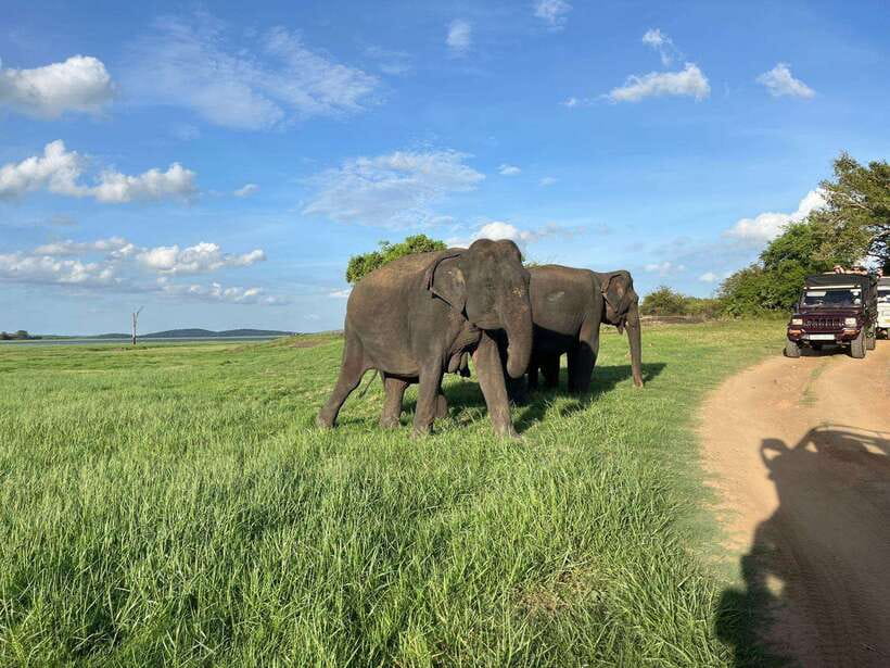 Minneriya National Park : Safari Jeep with Tickets - The 3-hour game drive, what the park feels like from the Jeep