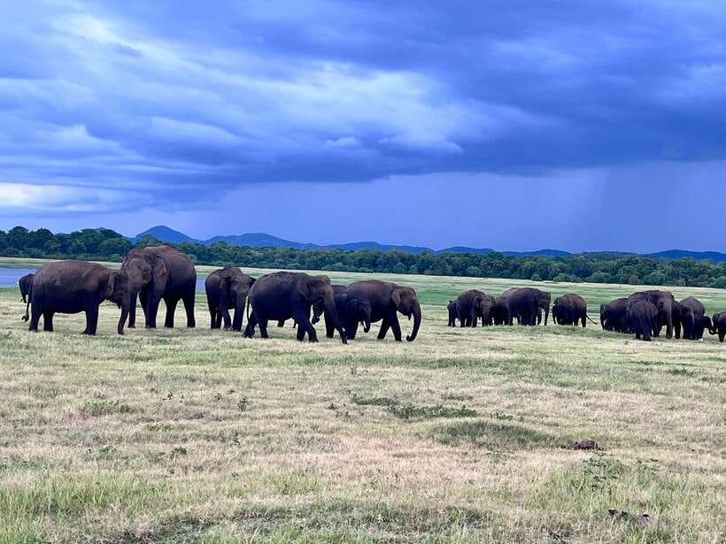 Minneriya National Park : Safari Jeep with Tickets - Elephant watching that feels real, not like a checklist