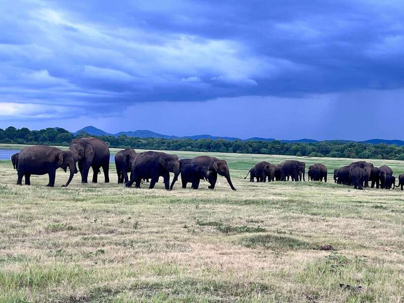 Minneriya National Park : Safari Jeep with Tickets - Evening payoff, elephants bathing and birds heading for nests