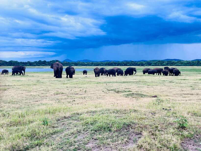 Minneriya National Park : Safari Jeep with Tickets - Wildlife variety beyond elephants, what to expect when you look up