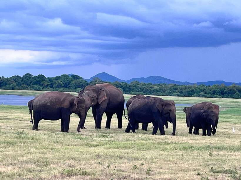 Minneriya National Park : Safari Jeep with Tickets - Price and value, is $78 per person actually a good deal?