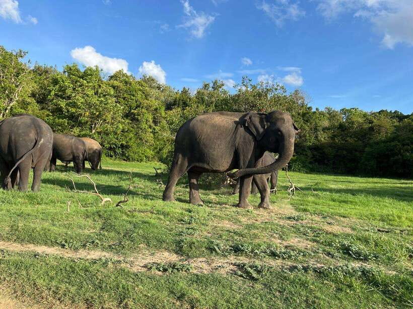 Minneriya National Park : Safari Jeep with Tickets - Timing by season, when you have the best odds for the big elephant gathering