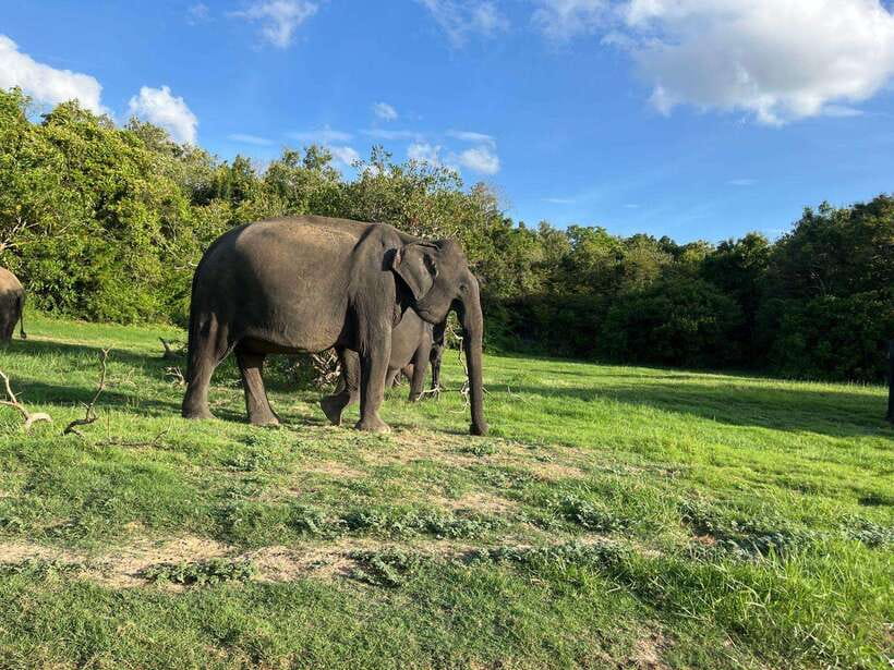 Minneriya National Park : Safari Jeep with Tickets - 2:30 pm pickup and a private Jeep that sets the tone