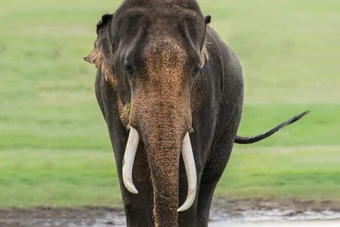 Minneriya National Park Safari [private , full package] - Where Minneriya delivers: The Gathering at the tank