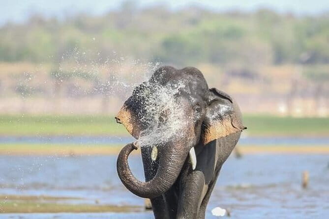 Minneriya National Park Safari [private , full package] - The Minneriya National Park stop: what you’ll actually look for