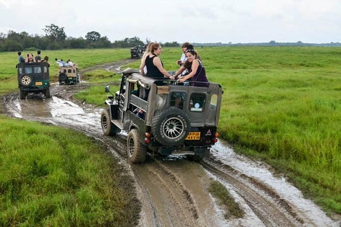 Minneriya National Park Safari [private , full package] - Timing strategy: morning vs afternoon and the best months