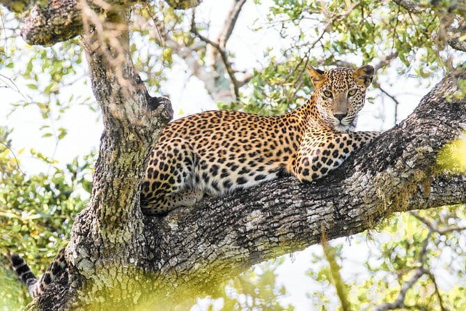 Minneriya National Park Safari [private , full package] - Who this safari suits best