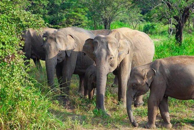 Minneriya National Park Safari [private , full package] - Should you book Minneriya Wild Jeep Safari?