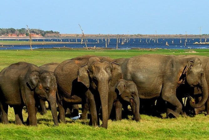 Minneriya National Park Safari - Private Jeep with Hotel Pickup - Morning vs Evening Safari, which you should choose