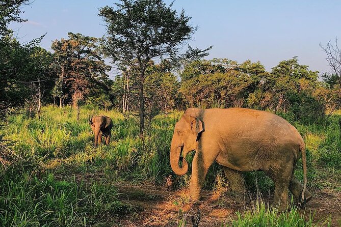 Minneriya National park Safari Sri Lanka - Key highlights worth getting excited about