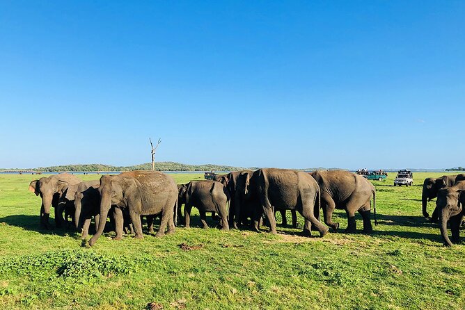 Minneriya National park Safari Sri Lanka - Why Minneriya feels like a proper wildlife mission