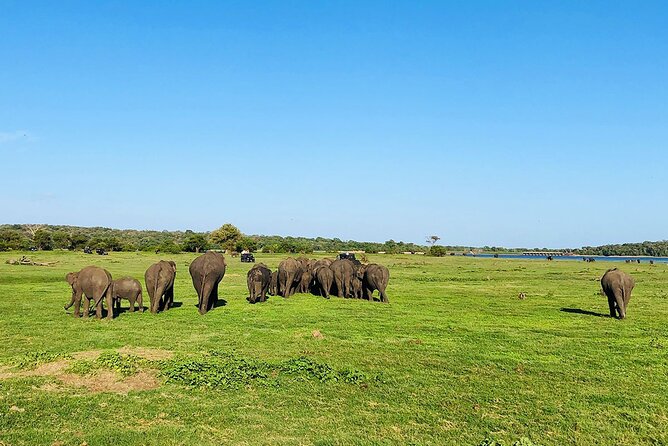 Minneriya National park Safari Sri Lanka - The guide and driver rhythm that helps you see more