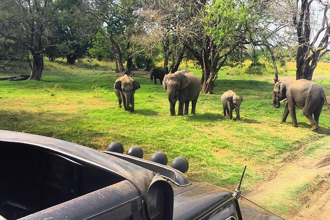 Minneriya National park Safari Sri Lanka - Pickup in Habarana, then straight into safari mode