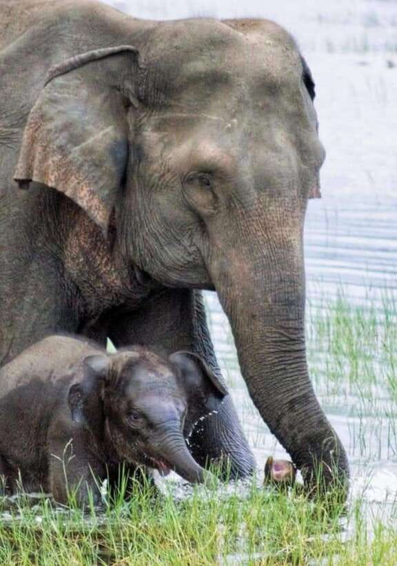 Minneriya National Park Wild Elephant Safari - Private - Minneriya Tank: Why This Park Draws Elephant Fans