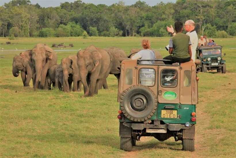 Minneriya National Park Wild Elephant Safari - Private - Price and Value: The Deal, the Extras, and Why It Still Works