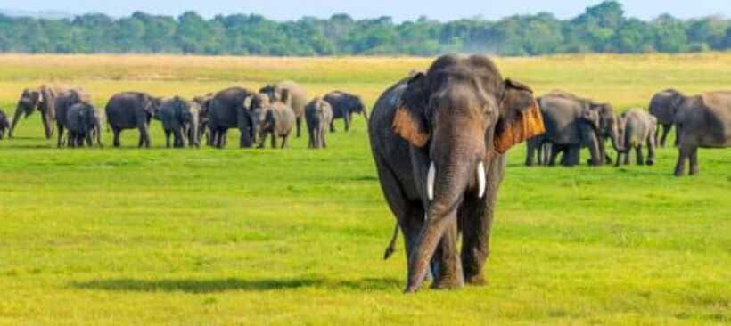Minneriya National Park Wild Elephant Safari - Private - Small Practical Tips That Help You Get Better Views