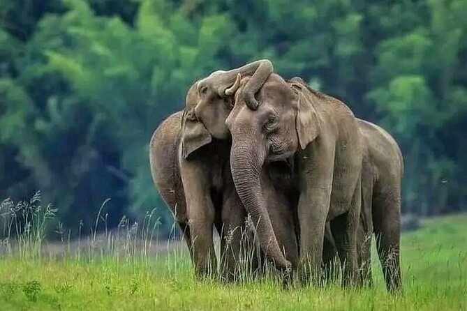 Minneriya National Park Wildlife & Elephant Safari from Sigiriya - Quick hits