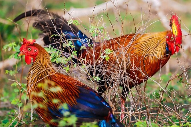Minneriya National Park Wildlife & Elephant Safari from Sigiriya - Wildlife extras you can actually look for during the drive