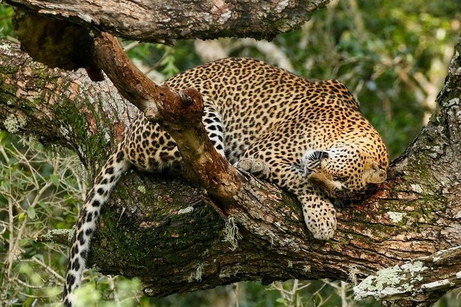 Minneriya National Park Wildlife & Elephant Safari from Sigiriya - Timing, comfort, and what to bring for a 3 to 5 hour safari