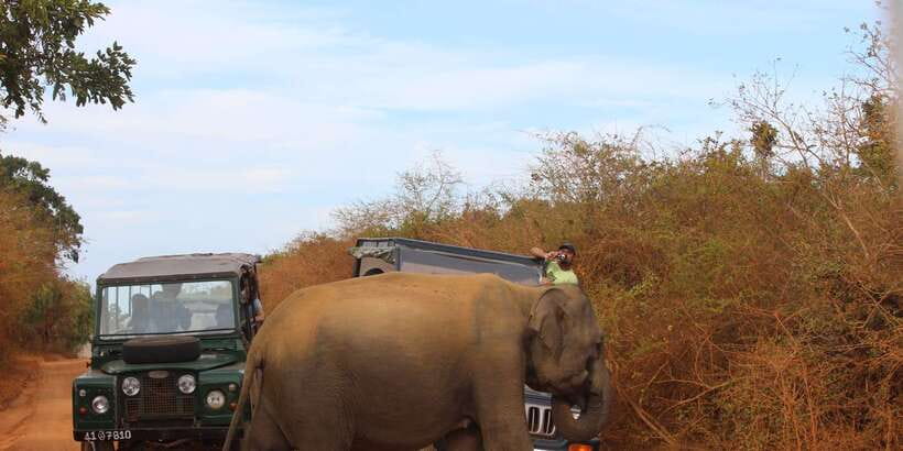 Minneriya: Private Jeep Safari From Trincomalee - Key highlights you will actually care about
