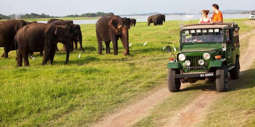 Minneriya: Private Jeep Safari From Trincomalee - Why Minneriya from Trincomalee feels like good value