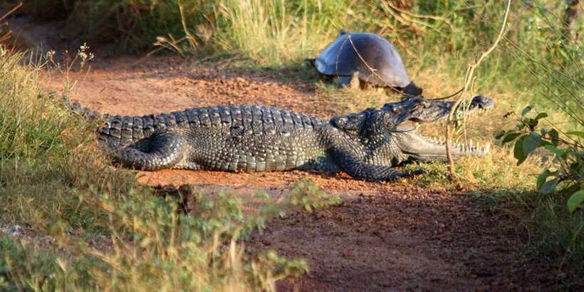 Minneriya: Private Jeep Safari From Trincomalee - The 4-hour Minneriya safari: your best shot at the elephants