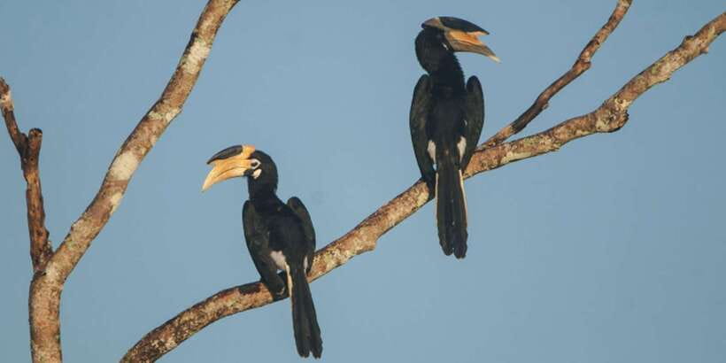 Minneriya: Private Jeep Safari From Trincomalee - Wildlife spotting beyond elephants, what you can realistically expect