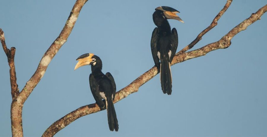 Minneriya: Private Jeep Safari From Trincomalee - What happens after the safari: carvings, spices, and jewelry stops