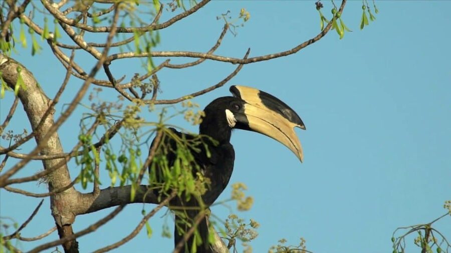 Minneriya: Private Jeep Safari From Trincomalee - Price and logistics: what $159 covers, and what can change