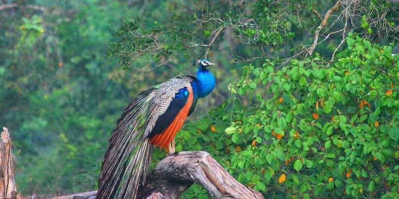 Minneriya: Private Jeep Safari From Trincomalee - Where this tour fits best, and who should skip it