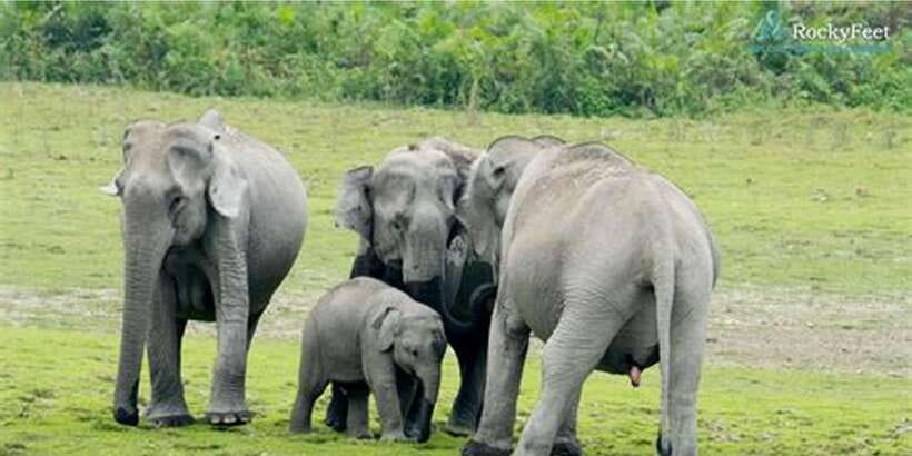 Minneriya: Private Jeep Safari From Trincomalee - Private 4x4 safari comfort, with real-world perks