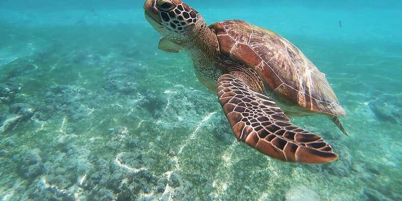 Mirissa: Snorkeling Experience with Turtles - Key Things That Make This Mirissa Turtle Snorkel Stand Out