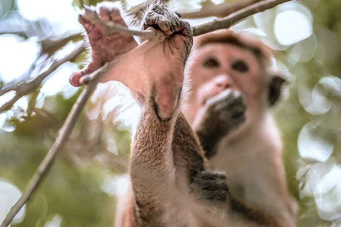 Mirissa to Ella Shuttle & Udawalawe Safari Drive with Breakfast - Udawalawe National Park Jeep Safari: What You Can Expect to See