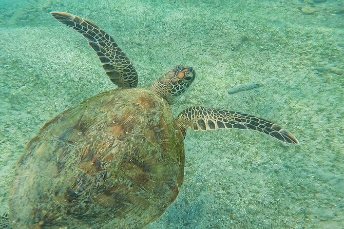 Mirissa Unforgettable Snorkeling Experience with Turtles - Coral and fish expectations on Sri Lanka’s south coast