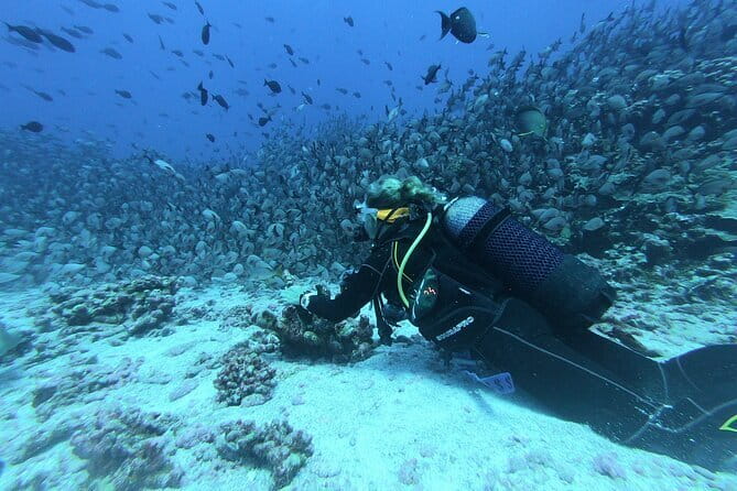 Mirissa Unforgettable Snorkeling Experience with Turtles - Who should book this turtle snorkel, and who should think twice