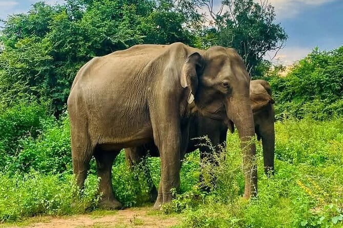 Mirissa, Weligama, Ahangama Transfer to Ella and Udawalawa Safari - Key Highlights at a Glance