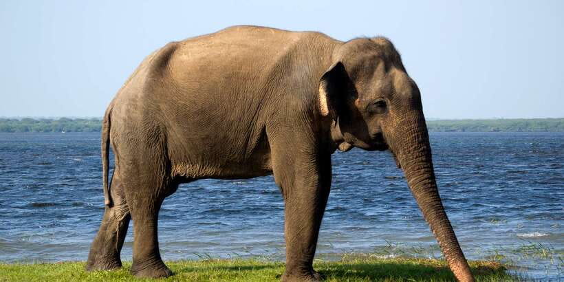 Mirissa/Weligama/Galle/Tangalle: Drop to Ella & Yala Safari - Key things to know before you go