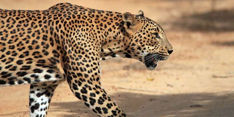 Mirissa/Weligama/Galle/Tangalle: Drop to Ella & Yala Safari - Why this Ella + Yala route makes sense