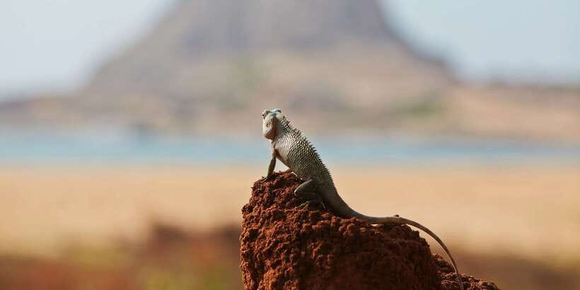 Mirissa/Weligama/Galle/Tangalle: Drop to Ella & Yala Safari - Animals to hope for, and how to keep expectations realistic