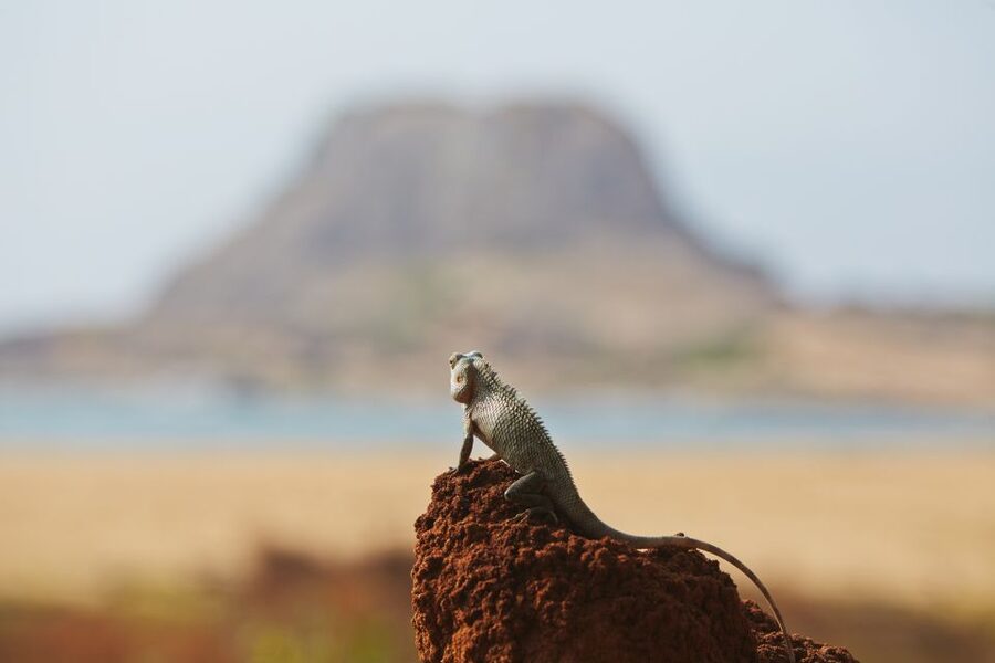 Mirissa/Weligama/Galle/Tangalle: Drop to Ella & Yala Safari - Guides can make or break the day